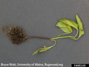 uploads/images/disease/damping-off of capsicum.jpg